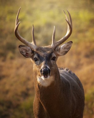 Görkemli beyaz kuyruklu geyik, büyük boynuzlarını göstererek gururla duruyor. Arka planda yumuşak, bulanık bir manzara var. Sıcak renkler öğleden sonra ışığını gösteriyor. Huzurlu bir atmosfer yaratıyor..