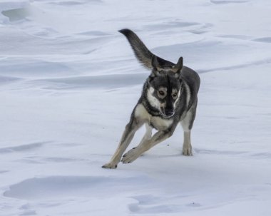 Oyuncu bir köpek, çevikliğini ve coşkusunu sergileyerek, karlı bir alanda yarışıyor. Kar toprağı kaplarken güneş parlıyor, kış harikalar diyarını aydınlatıyor..
