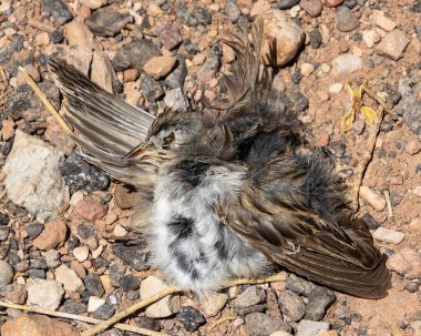 Küçük bir kuş cesedi. Tüyleri, öğleden sonra ortamın doğal haliyle harmanlanır..