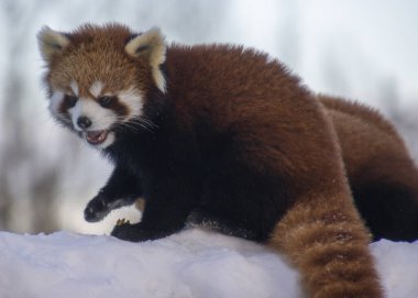 Canlı bir kızıl panda karla kaplı zemini keşfeder. Kalın, kırmızımsı kahverengi kürkü beyaz zemin üzerinde duruyor. Hayvan, kış boyunca neşeli doğasını sergileyerek dikkatle bakar..