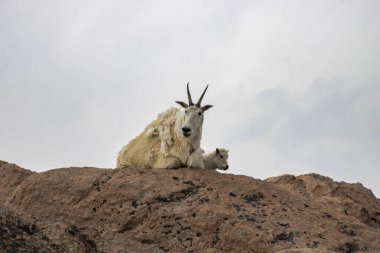 İki dağ keçisi bulutlu bir gökyüzü ile çevrili kayalık bir çıkıntının üzerinde dinleniyor. Yavru keçi kayanın etrafını dikizlerken anne keçi izleyiciye bakar..