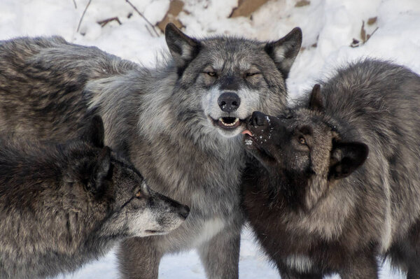 Three wolves are gathered in a snowy environment, showcasing their social interactions.
