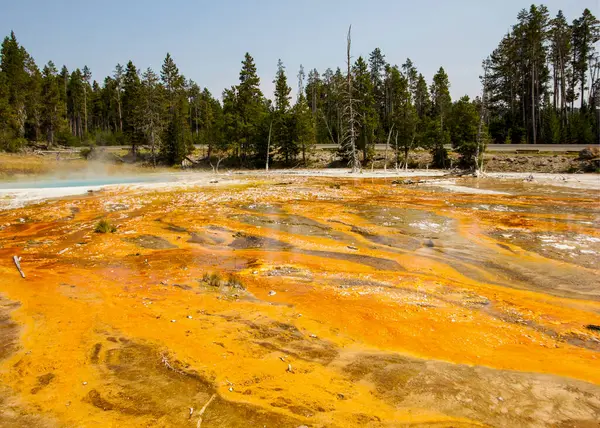 Renkli jeotermal görüntülerde Yellowstone Ulusal Parkı 'nda canlı turuncu ve sarı renkler sergilenmektedir. Bölgeyi çevreleyen ağaçlar, güzel bir yaz ortamı yaratıyor..