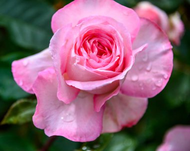 Pembe bir gül, canlı yeşil yapraklarla çevrili karmaşık taç yapraklarını sergiler. Çiçeğe yapışan su damlacıkları, tazeliğini ve güzelliğini vurguluyor..