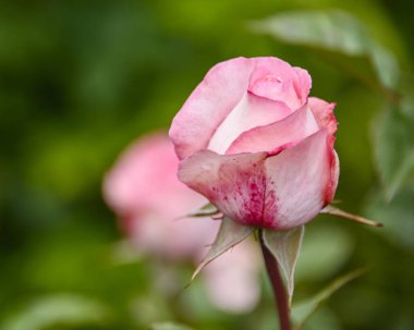 Bir bahçedeki canlı yeşil yaprakların arasında narin pembe bir gül duruyor. Çiçeğin taç yaprakları taze bahar güzelliğini yansıtan yumuşak renk eğimleri sergiler..