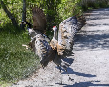 Kum tepesi turnaları güneşli bir bahar gününde ağaçlık bir yolda Kanada kazı kovalıyor. Canlı yeşillik onları çevreledi..