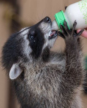 Genç bir rakun vahşi yaşam sığınağında bir bekçi tarafından şişeyle besleniyor. Bu şefkatli an, sıcak bir öğleden sonra insanlarla vahşi yaşam arasındaki etkileşimi gösteriyor..