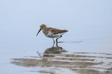 Kıyı şeridi boyunca kahverengi ve beyaz tüylü bir sahil kuşu, parlak bir gökyüzünün altında, aşağı gelgit sırasında ıslak kumda yiyecek arar..
