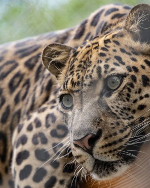 Çarpıcı desenleri olan bir leoparın yemyeşil ortamında dinlendiği görülebilir. Yoğun bakışları ve detaylı kürk dokusu bu vahşi kedinin doğal ortamındaki güzelliğini yansıtıyor..
