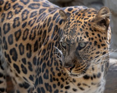 Benekli kürklü bir leopar, doğal ortamının güneşinin tadını çıkarırken keskin duyular ve uyanıklık sergileyerek çevresini keşfeder..