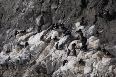 Sayısız kuş kıyı boyunca kayadan yapılmış engebeli bir uçurumda toplanır. Güneş ışığı sahneyi aydınlatıyor. Kayalık yüzey ve kuşların detaylarını ortaya çıkarıyor..