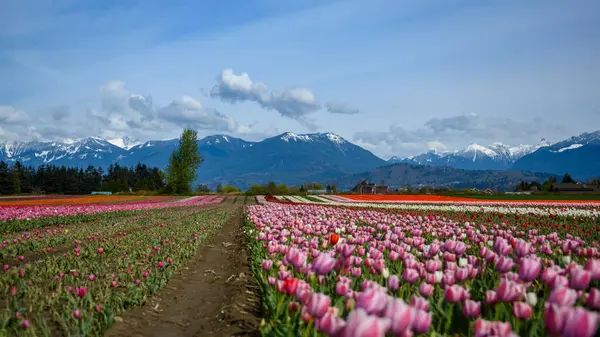Renkli lale tarlaları pembeyi, kırmızıyı ve sarıyı gözler önüne seriyor. Görkemli dağların zeminine ve berrak bir bahar gününde açık mavi gökyüzüne karşı..