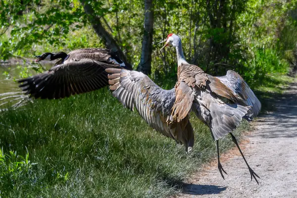 Kum tepesi vinci sakin bir su yolunda bir Kanada kazını kovalıyor. Güneş parlıyor, çevrelerindeki canlı yeşilliği aydınlatıyor, dingin bir atmosfer yaratıyor..