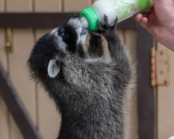 Bir rakun, vahşi yaşam sığınağında bir gönüllü tarafından tutulan bir şişeden neşeyle su içiyor. Bu özen gösterme anı, hayvan rehabilitasyonuna ve bakımına adanmışlığı vurguluyor..