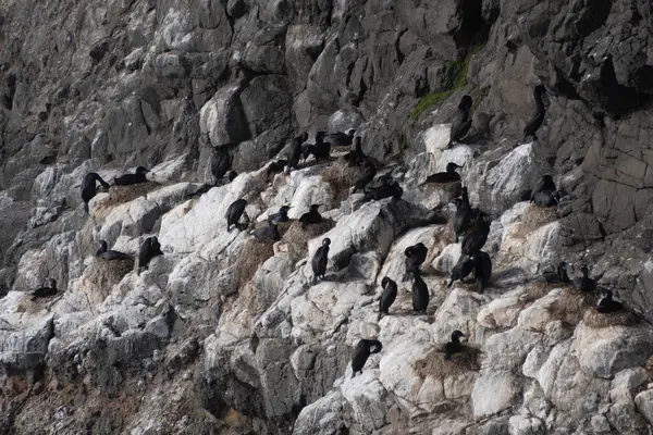 Sayısız kuş kıyı boyunca kayadan yapılmış engebeli bir uçurumda toplanır. Güneş ışığı sahneyi aydınlatıyor. Kayalık yüzey ve kuşların detaylarını ortaya çıkarıyor..