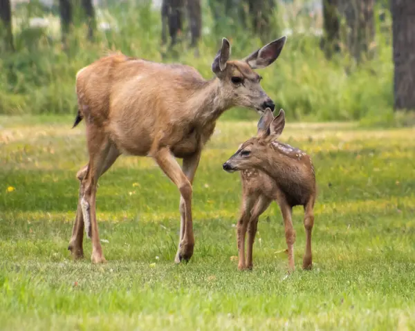 Anne geyik yavrusunu nazikçe uzun ağaçlarla çevrili canlı yeşil bir çayırda kokluyor. Aydınlık bir günde aralarındaki hassas bağı yakalar..