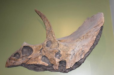 Bir müzenin içindeki yeşil bir duvara büyük bir dinozor kafatası fosili monte edilmiştir. Fosil kendine özgü boynuzlara ve bu antik yaratığın tarih öncesi elementlerini gösteren karmaşık bir yapıya sahiptir..