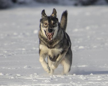 Kalın paltolu bir köpek, karlı bir tarlada neşeli bir şekilde koşuyor, kartanelerini tekmeliyor. Kış günü parlıyor, köpeğin enerjisini ve ruhunu arttırıyor..