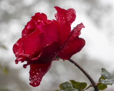 Yağmur damlaları yapraklarına yapışırken canlı kırmızı bir gül çiçek açar. Çiçek yemyeşil yapraklarla çevrili, sakin bir bahçe atmosferinde çarpıcı bir kontrast oluşturuyor..