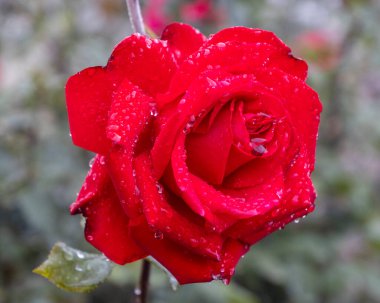 Çiçekli kırmızı bir gül, yapraklarına yapışmış çiy damlacıklarıyla çiçek açar. Huzurlu bir bahçede doğanın güzelliğini gösterir. Sabah güneşi canlı renkleri ve tazeliği arttırır..