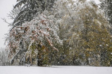 Sakin bir parktaki renkli ağaçlara yoğun kar yağar. Dallar karın ağırlığı altında kıvranırken huzurlu bir kış ortamı yaratır..