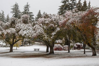Canlı renkli yapraklar ağaçlara yapışırken yeni bir kar tabakası huzurlu bir parkın zeminini örtüyor. Bir piknik masası, mevsimlik güzelliklerin arasında sessizce oturur..