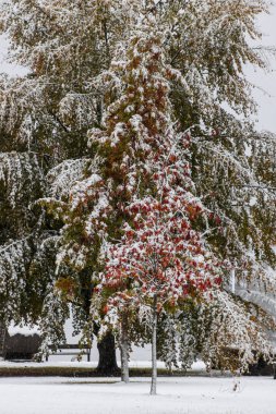 Taze karla örtülmüş, sergilenen sonbahar renklerinde ağaçlar sergileniyor, serin bir günde sakin bir parkta güzel bir kış manzarası yaratıyor..