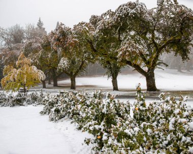 Yumuşak kar, sakin bir parkta ağaçları ve çalıları kaplıyor. Sessiz atmosfer kışın esansını yakalar. Dalları kar taneleri ve yumuşak zemin ile ağırdır..