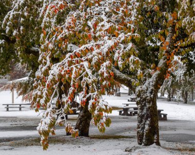 Huzurlu bir parkta, sonbahar renklerinin bir karışımını gösteren ağaçlar taze karla örtülüdür. Zemin bembeyaz kaplanmış, sakin bir atmosfer yaratıyor..
