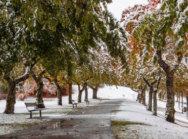 Taze karla kaplı sakin bir park yolu, hala ağaç dallarına yapışmış renkli sonbahar yapraklarıyla kaplıdır. Sıralar yürüyüş yolu boyunca uzanır, sakin bir kış ortamı yaratır..
