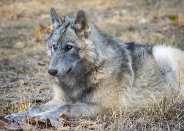 Gri bir kurt, orman zemininde sakince yatar. Düşen yapraklar ve yumuşak sonbahar ışıklarıyla çevrili. Onun delici bakışları vahşi çevrenin sükunetini yansıtır..