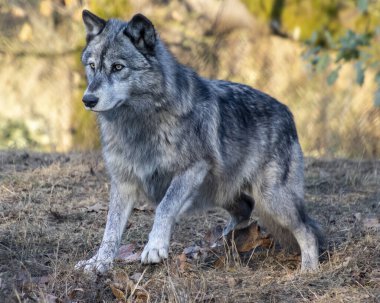 Bir kurt, ağaçlar ve yapraklarla çevrili bir anda yakalanır. Güneş ışığı gecenin erken saatlerinde tüylerini, sakin bir açık hava ortamında ön plana çıkarıyor..