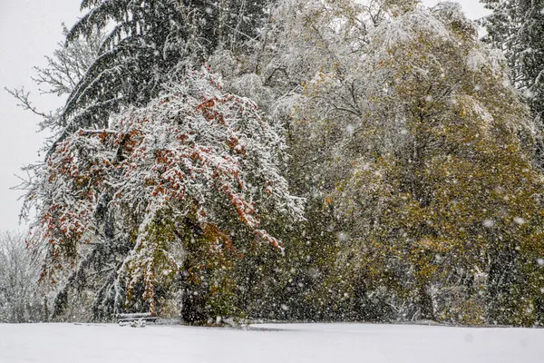 Sakin bir parktaki renkli ağaçlara yoğun kar yağar. Dallar karın ağırlığı altında kıvranırken huzurlu bir kış ortamı yaratır..