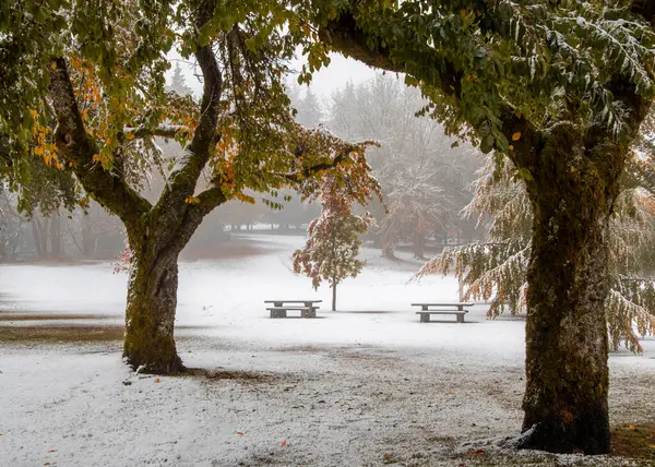 Taze karla kaplanmış, ağaçların altında banklar olan sakin bir park. Sis çevreyi kaplayarak sessiz renklerle huzurlu bir kış ortamı yaratıyor..