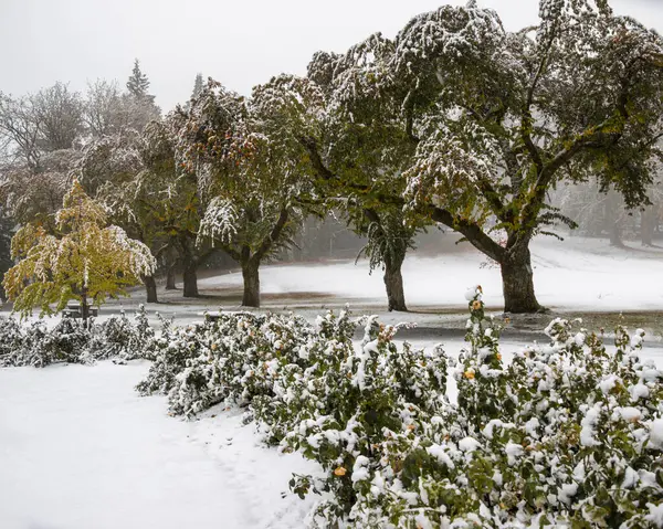 Yumuşak kar, sakin bir parkta ağaçları ve çalıları kaplıyor. Sessiz atmosfer kışın esansını yakalar. Dalları kar taneleri ve yumuşak zemin ile ağırdır..
