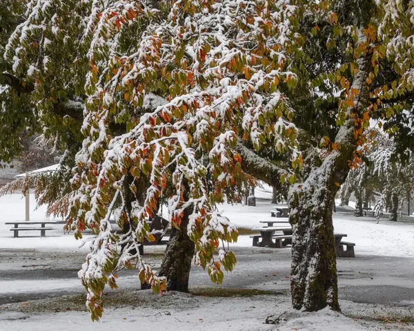 Huzurlu bir parkta, sonbahar renklerinin bir karışımını gösteren ağaçlar taze karla örtülüdür. Zemin bembeyaz kaplanmış, sakin bir atmosfer yaratıyor..