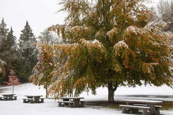 Renkli sonbahar yaprakları dallara tutunurken yeni bir kar tabakası huzurlu bir parkın zeminini örtüyor. Banklar ziyaretçileri sakin kış manzarasının tadını çıkarmaya davet ediyor..