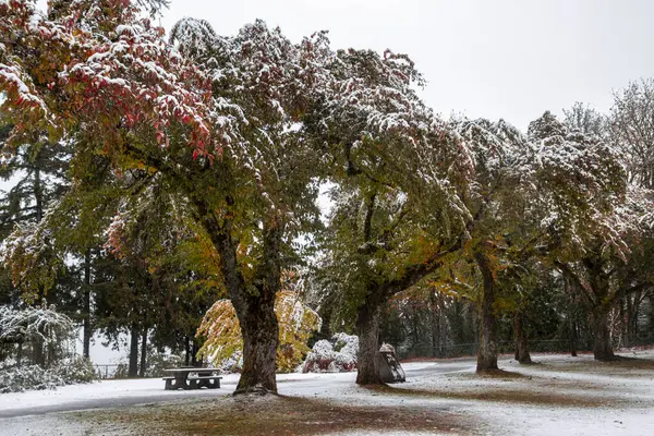 Kar örtüleri, dingin bir park ortamında canlı bir sonbahar yeşilliği. Yakınlarda park edilmiş klasik bir araba ağaçların dallarının altında sakin bir kış manzarası yaratıyor..