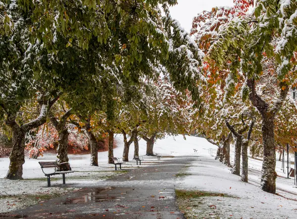 Taze karla kaplı sakin bir park yolu, hala ağaç dallarına yapışmış renkli sonbahar yapraklarıyla kaplıdır. Sıralar yürüyüş yolu boyunca uzanır, sakin bir kış ortamı yaratır..
