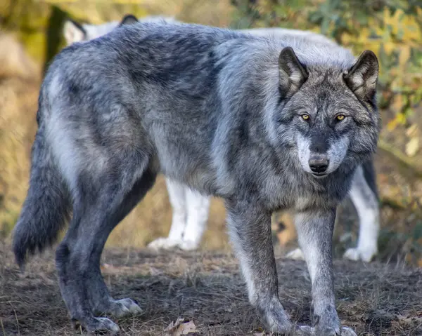 Gri bir kurt, parlak bir ormanda, kalın kürkünü ve delici gözlerini sergileyerek tetikte durur. Yeşilliği çevreleyen doğal yaşam alanını geliştirir, vahşi yaşamın özünü yakalar..