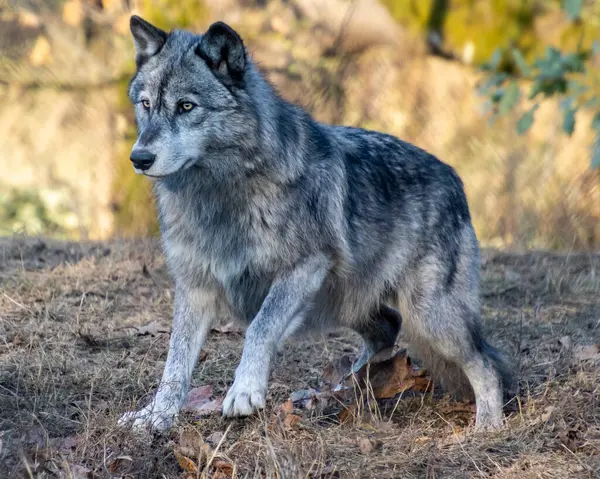 Bir kurt, ağaçlar ve yapraklarla çevrili bir anda yakalanır. Güneş ışığı gecenin erken saatlerinde tüylerini, sakin bir açık hava ortamında ön plana çıkarıyor..