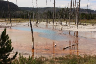 Mavi ve turuncu renkli canlı bir kaplıca Yellowstone Ulusal Parkı 'nda, açık bir gökyüzünün altında, iskelet ağaçları ve yemyeşil çimlerle çevrili..