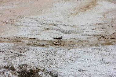 Jeotermal bir alanda mineral zengini kuru bir yüzeyde yürüyen bir kuş görülüyor. Çevrede parlak gün ışığında eşsiz jeolojik oluşumlar var..