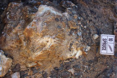 Taşlaşmış büyük bir tahta parçası kayalık arazide belirgin bir şekilde sergileniyor, eşsiz dokuları ve renkleri ortaya çıkıyor..