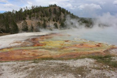 Canlı bir jeotermal bölgede, gündüz vakti Yellowstone Ulusal Parkı 'nda bir çam ağacı zeminine ve bulutlu bir gökyüzüne karşı yükselen buharlı renkli mineral yatakları sergileniyor..