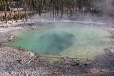 Canlı yeşil bir kaplıca, Yellowstone Ulusal Parkı 'ndaki çorak ağaçların üzerine kurulmuş buhar yayıyor. Doğal güzellik, gündüz keşfinde ziyaretçileri cezbeder..