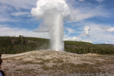 Güçlü bir gayzer gökyüzüne doğru patlar ve yukarıya doğru bir buhar ve su bulutu gönderir. Çevresindeki manzarada ağaçlar ve kayalık arazi, Yellowstone 'un doğal güzelliğinin tipik bir örneği..
