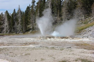 Güçlü gayzerler, Yellowstone Ulusal Parkı 'nda uzun ağaçlarla çevrili buhar ve su püskürterek doğada eşi benzeri olmayan bir jeotermal özellik sergiliyor..