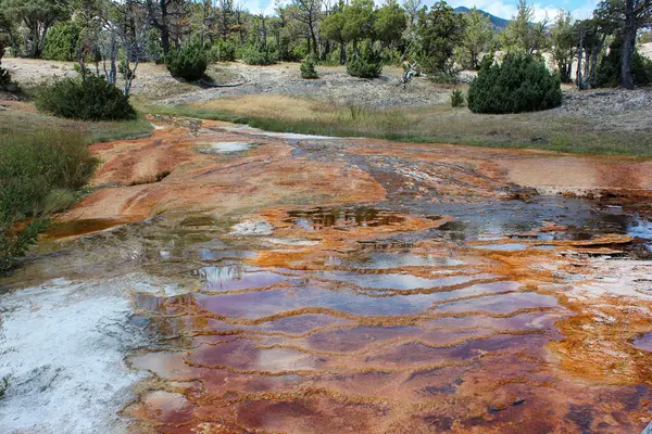 Renkli mineral yatakları ve temiz su jeotermal alanda eşsiz bir manzara oluşturur. Ağaçların ve çalıların etrafındaki canlı renkler gün ışığı altında tamamlanıyor..