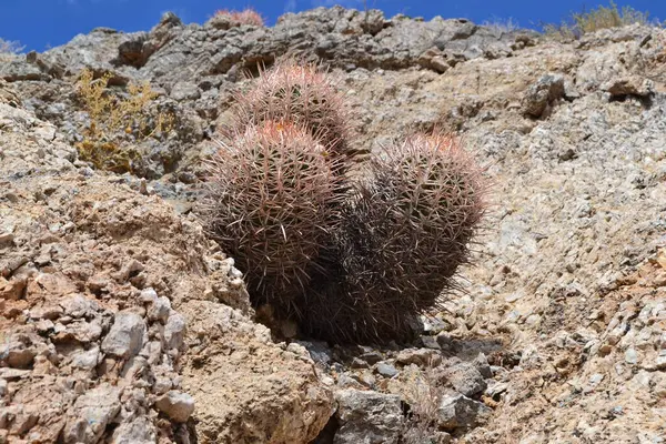 Güneşli bir çöl manzarasında canlı dikenleri olan üç farklı kaktüs engebeli kayalık bir yüzey arasında esnek bir şekilde büyür ve kurak ekosistemlerin güzelliğini gösterir..